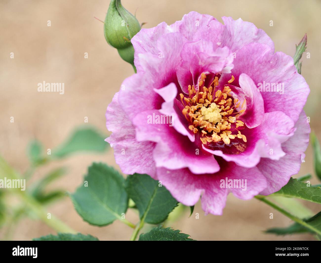 Eyeconic plum lemonade rose in Pacific Northwest Garden Stock Photo