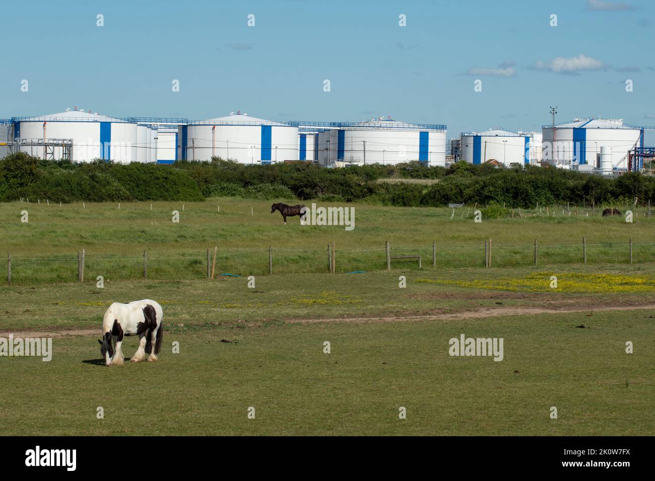 Horse in field with Oil Storage tanks in the background on Canvey Island, Essex, UK, England. Stock Photo