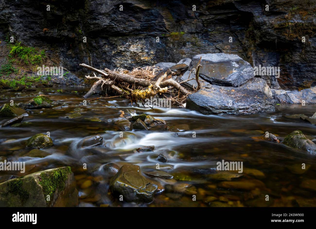 Tree branches washed down a river in South Wales adding to nature's textures. Stock Photo