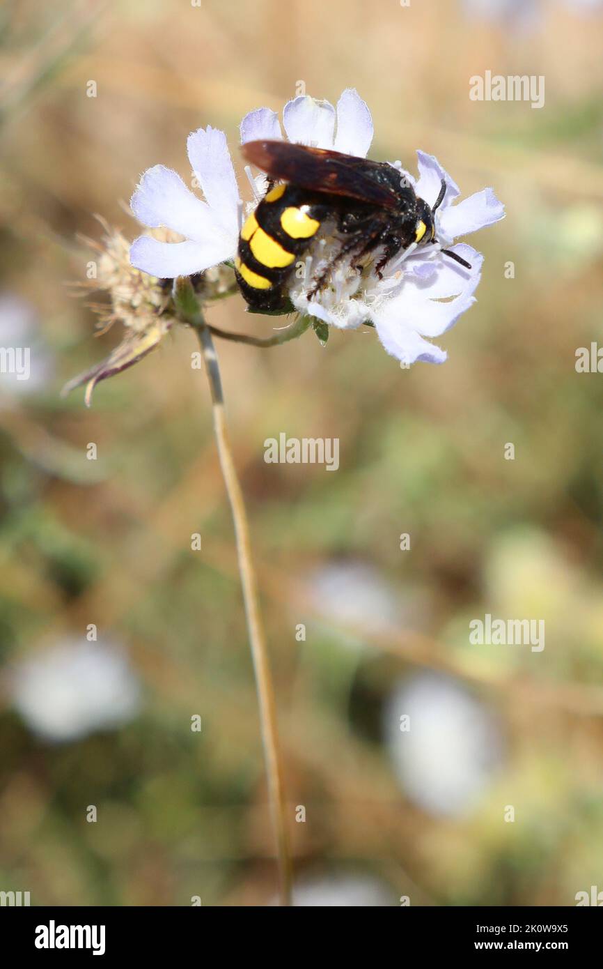 dangerous mammoth-type wasps sucking nectar from the flower Stock Photo