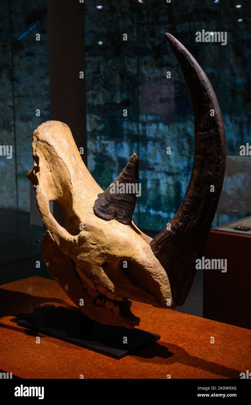 Skull of woolly rhinoceros (Coelodonta antiquitatis/Rhinoceros tichorhinus). Moulding. National Museum of History and Art in Luxembourg. Stock Photo