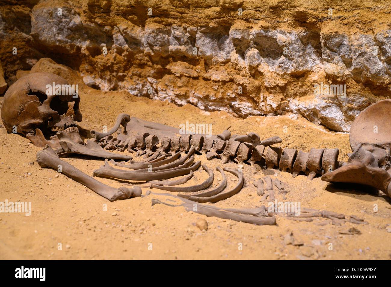 The Loschbour man (also Loschbur man) – a skeleton of Homo sapiens from the European Mesolithic discovered in 1935 in Mullerthal, Luxembourg. Stock Photo