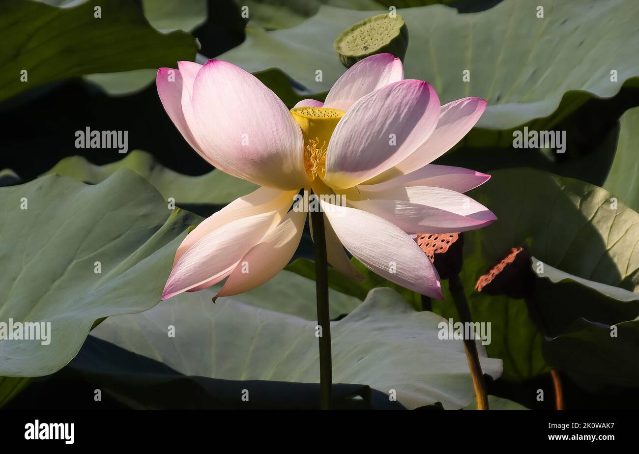 fiore di loto laghi di mantova italy Stock Photo