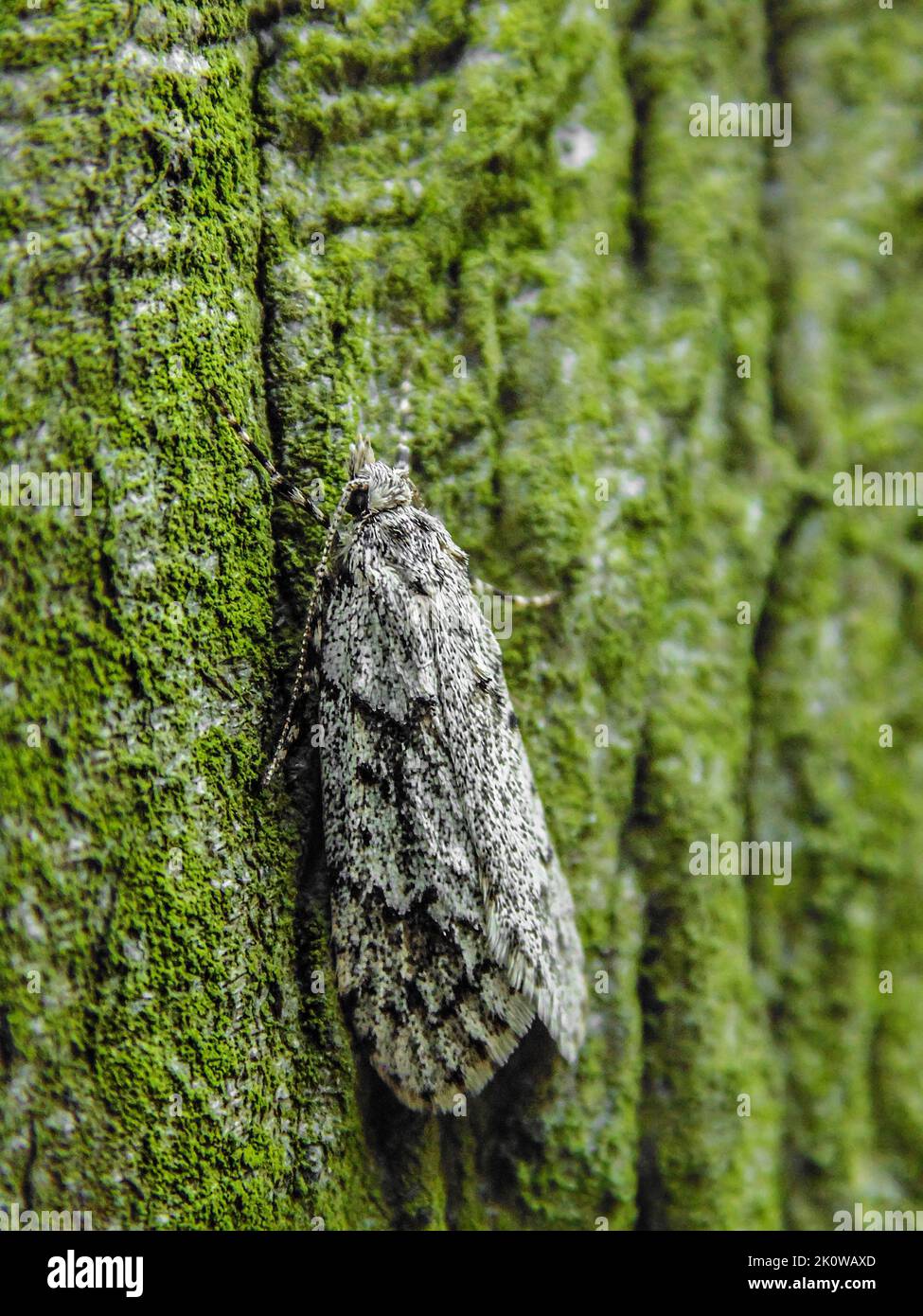 A macro shot of a gray moth on a mossy surface in vertical Stock Photo