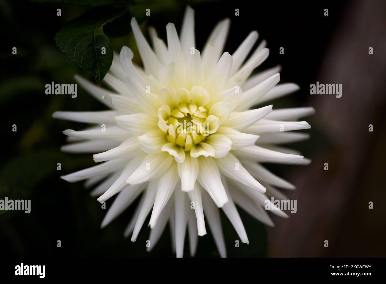 Dahlia is a genus of bushy, tuberous, herbaceous perennial plants native to Mexico and Central America. A member of the Compositae family of dicotyled Stock Photo