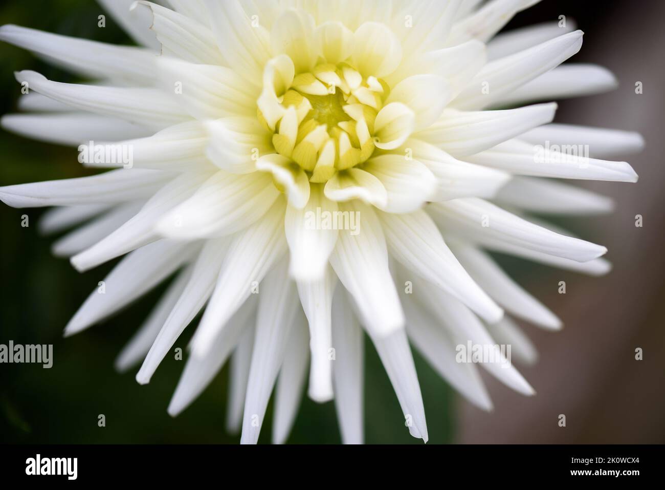 Dahlia is a genus of bushy, tuberous, herbaceous perennial plants native to Mexico and Central America. A member of the Compositae family of dicotyled Stock Photo