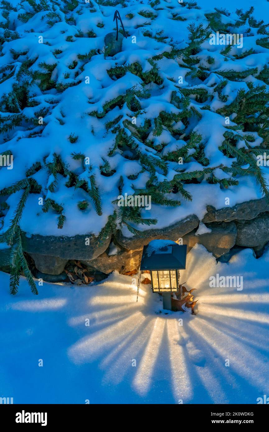 A Christmas tree is recycled and spread over a stone border while a solar light provides a bit of warmth, suburban garden, Will County, Illinois Stock Photo