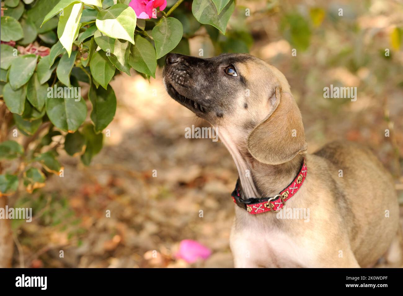 A Cute Adorable Puppy Dog Is Sniffing A Flower Outdoors Stock Photo