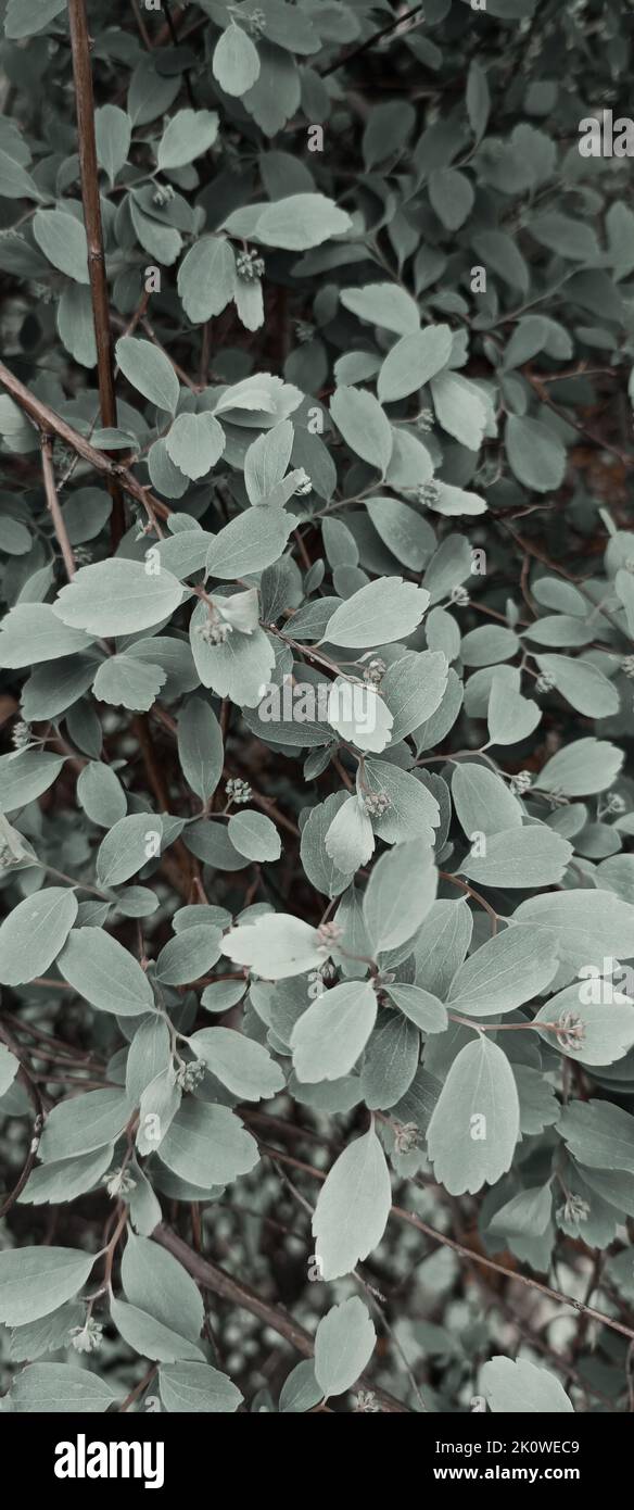 A vertical shot of Eucalyptus caleyi leaves Stock Photo