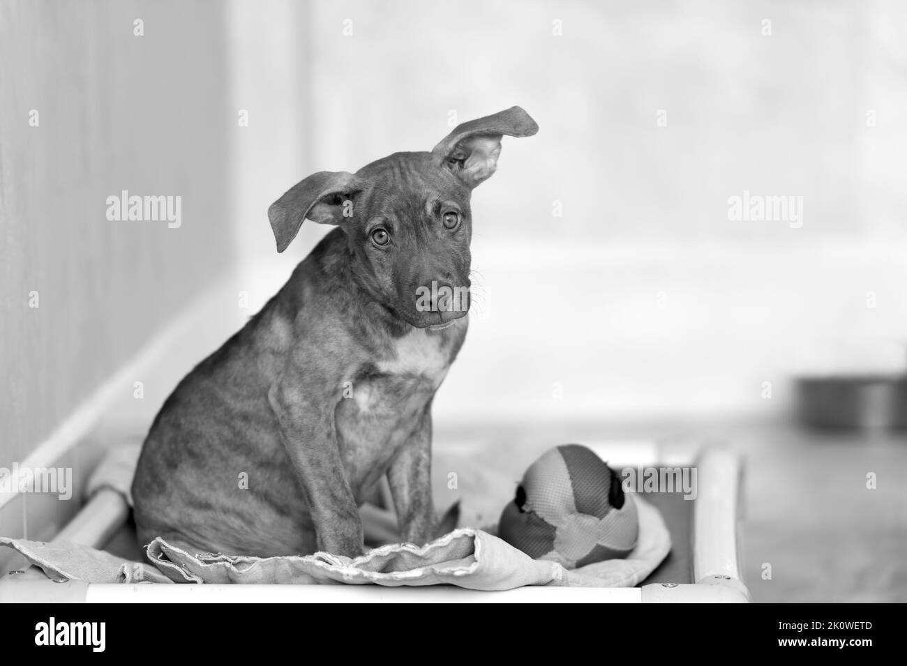 A Rescue Dog Is In An Animal Shelter Sitting On A Bed With His Toy Black And White Stock Photo