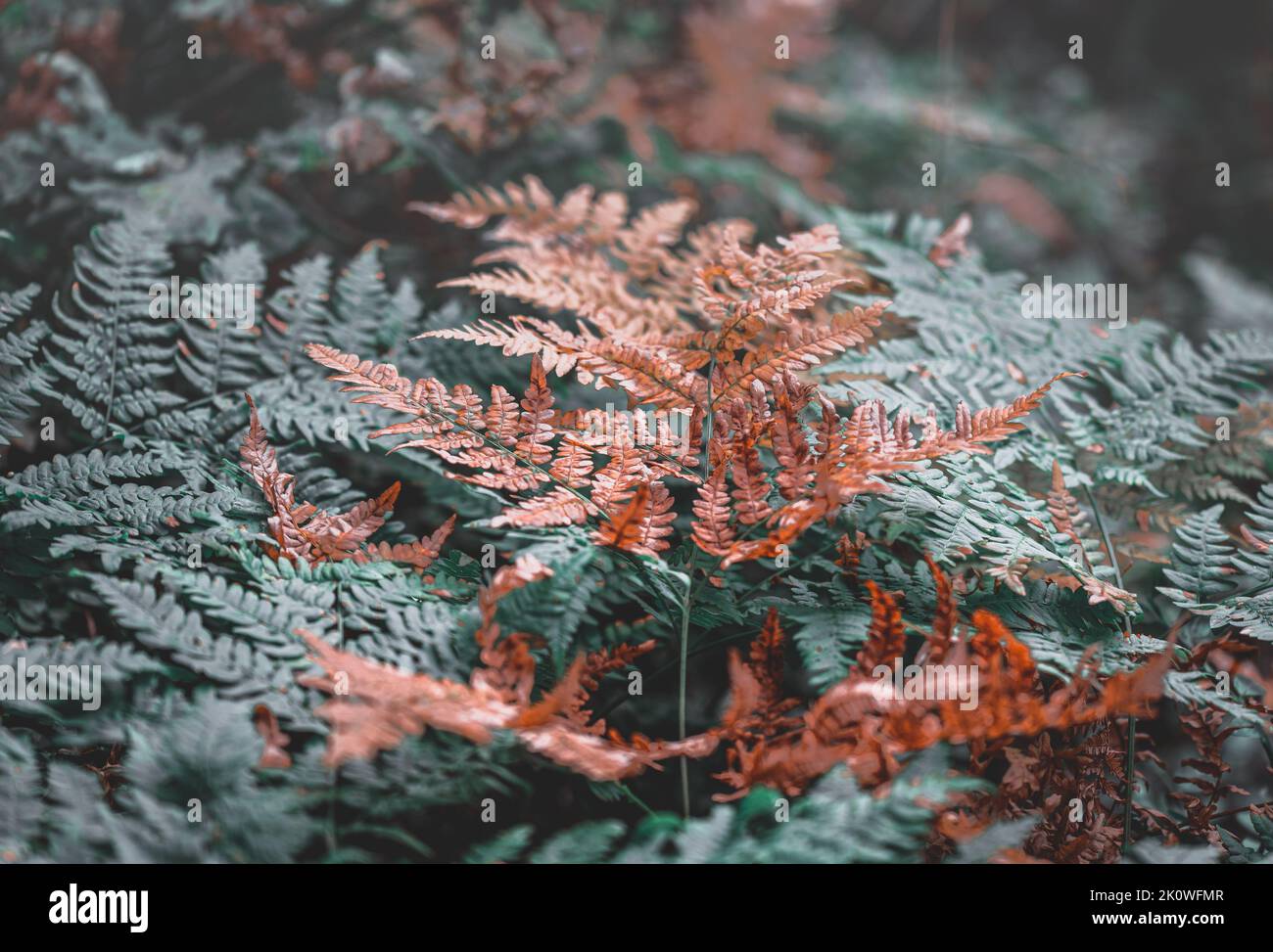 A fern is a member of a group of vascular plants (plants with xylem and