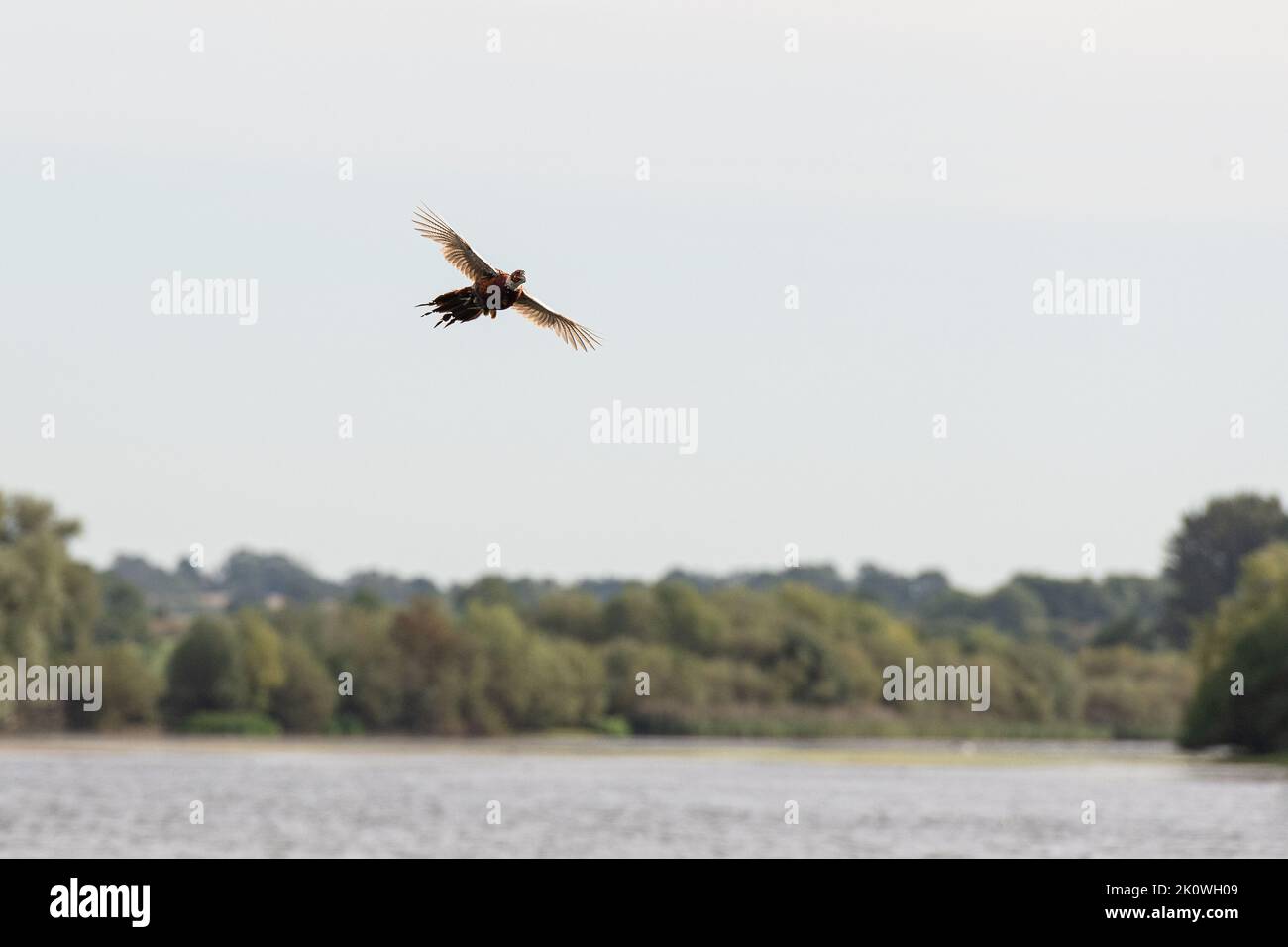 cock pheasant flying across a reservoir Stock Photo