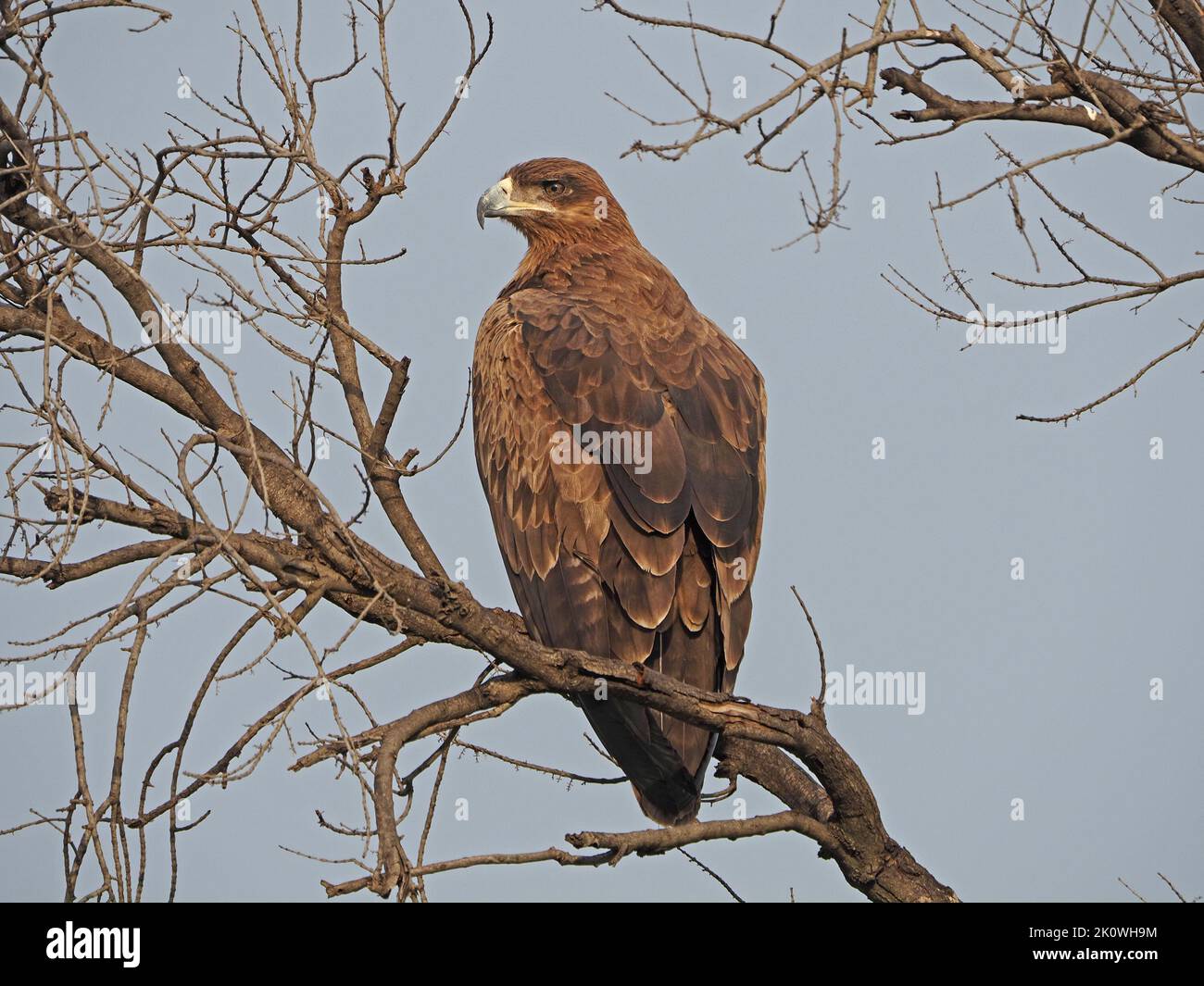 Tawny Eagle (Aquila rapax) a powerful common African raptor perched in tree in Kenya,Africa Stock Photo
