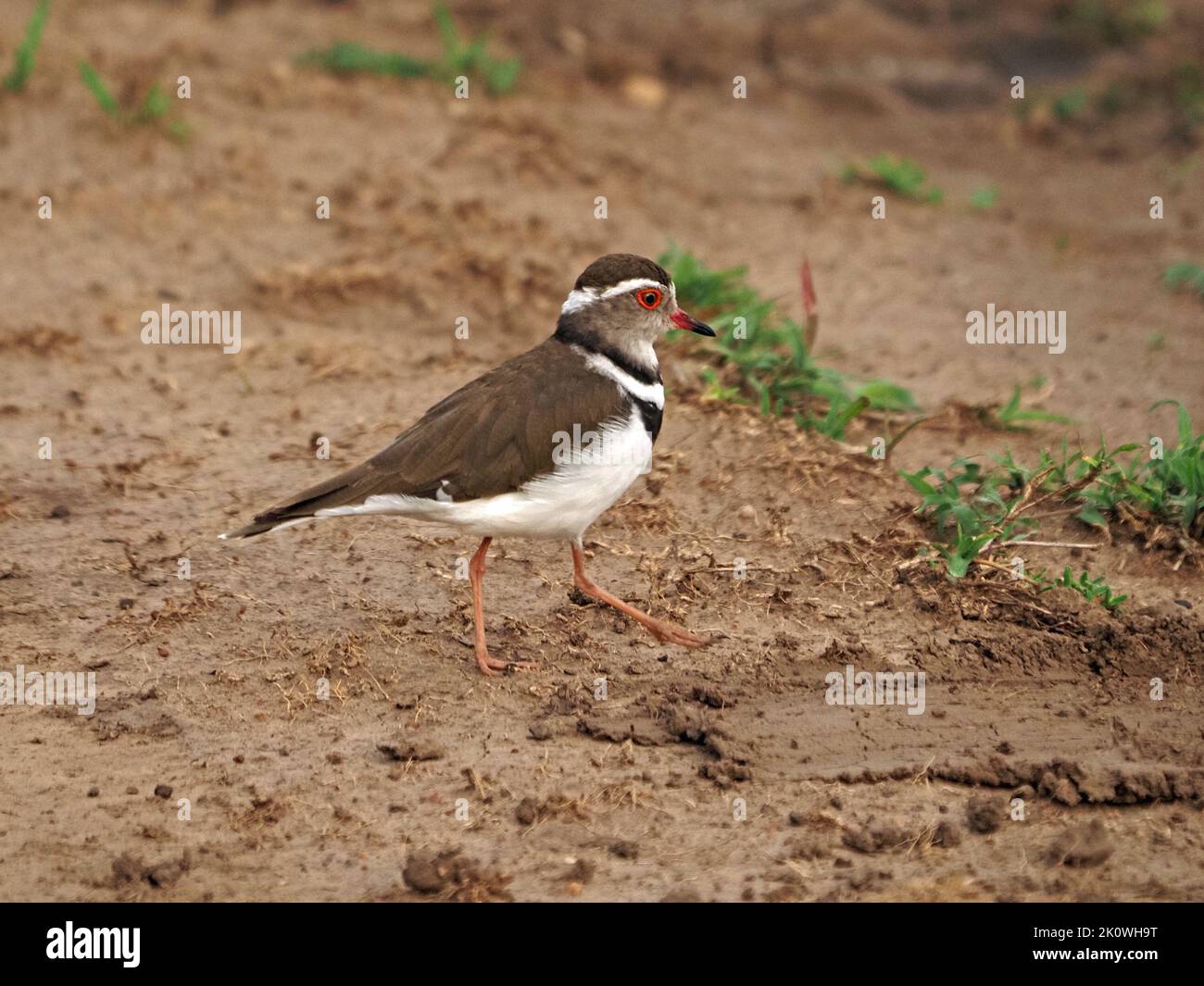 delicate Three-banded Plover or three-banded sandplover (Charadrius tricollaris) small wader on muddy patch of savannah in Greater Mara, Kenya,Africa Stock Photo