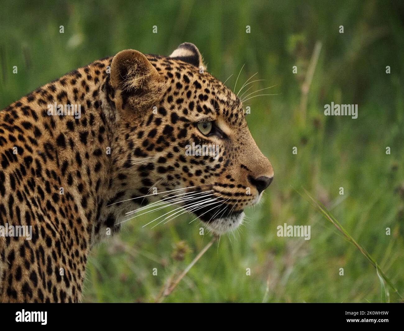 lythe adult female Leopard (Panthera pardus) leopardess with impressive whiskers stalks through long grass in conservancy, Greater Mara,Kenya,Africa Stock Photo