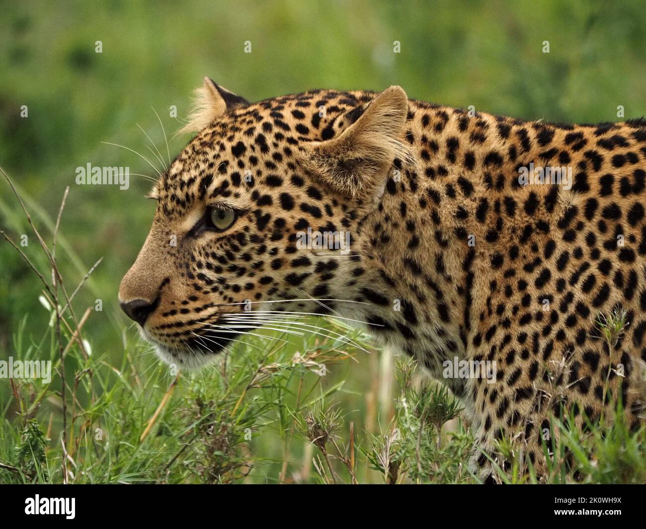 lythe adult female Leopard (Panthera pardus) leopardess with impressive whiskers stalks through long grass in conservancy, Greater Mara,Kenya,Africa Stock Photo