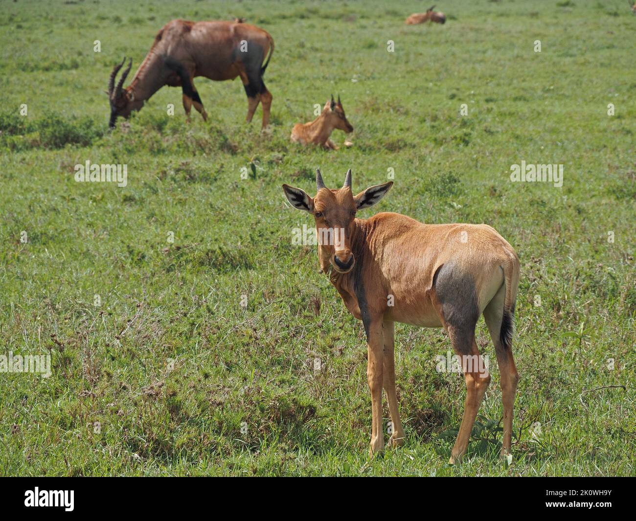 curious Topi calf (Damaliscus lunatus jimela) with short growing horns grazing with herd in long fresh grass in Greater Mara Kenya,Africa Stock Photo