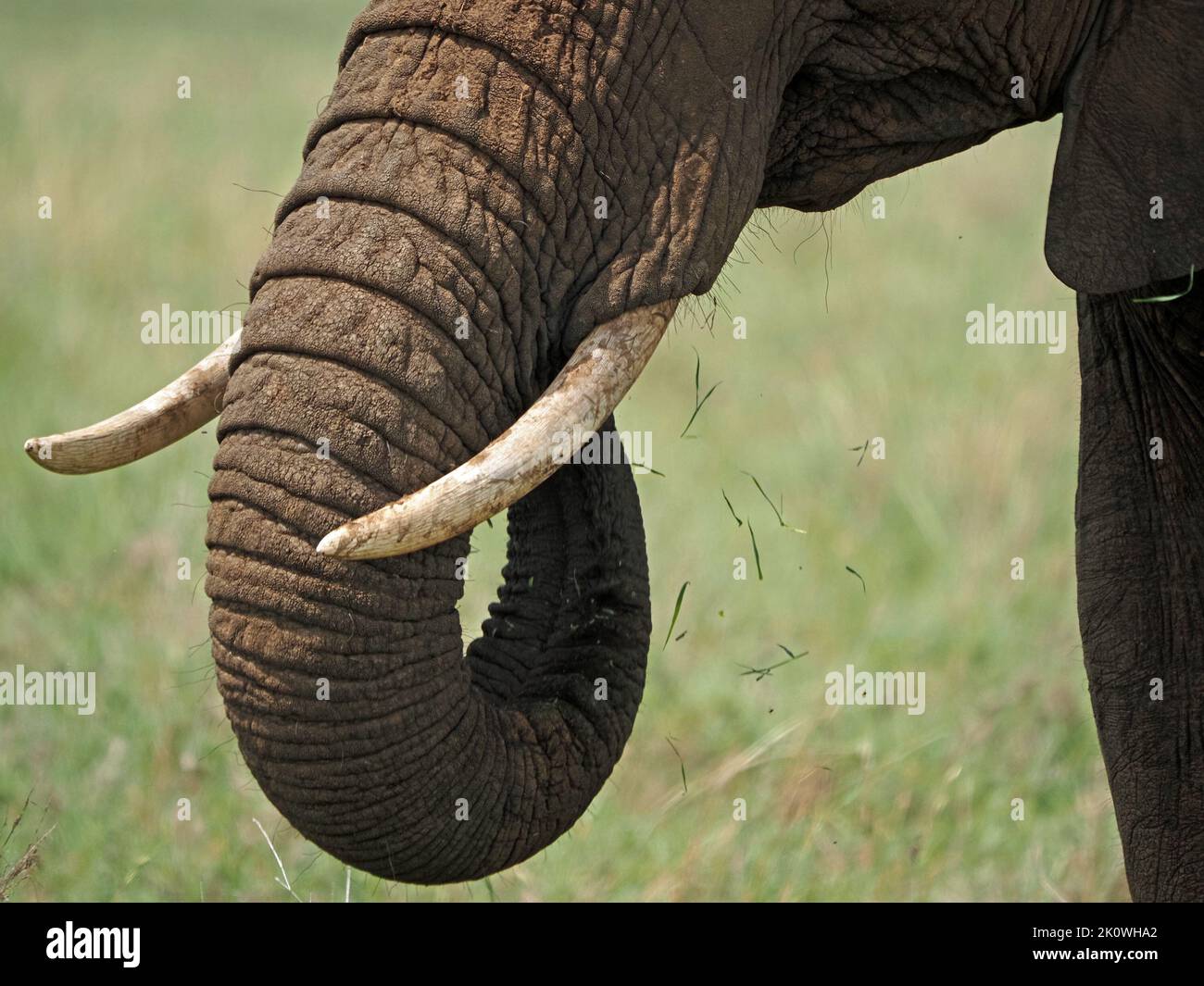 close up of grass falling from mouth of single African elephant (Loxodonta africana) feeding with curled trunk - Masai Mara grasslands Kenya,Africa Stock Photo