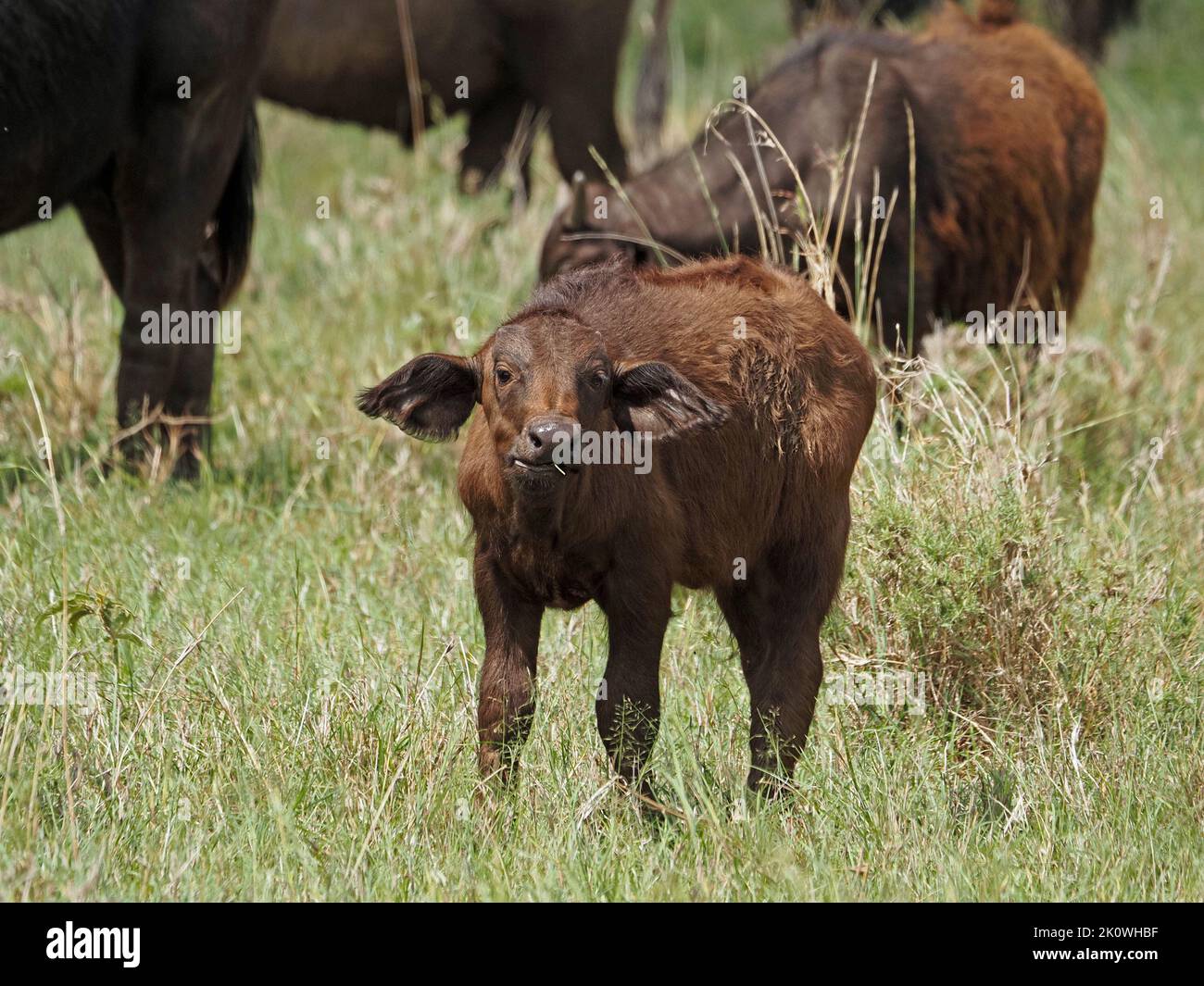 curious African buffalo (Syncerus caffer) calf grazing with herd in long fresh grass in Greater Mara Kenya,Africa Stock Photo
