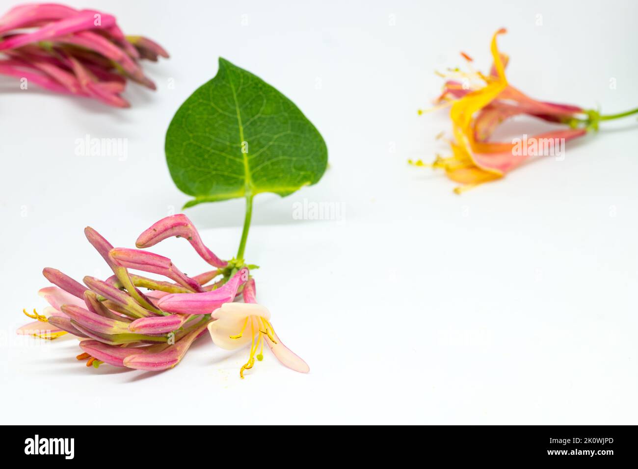 Lonicera Periclymenum commonly honeysuckle. British native plant with exotic look. On the white background. Evergreen. Family Caprifoliaceae. Stock Photo