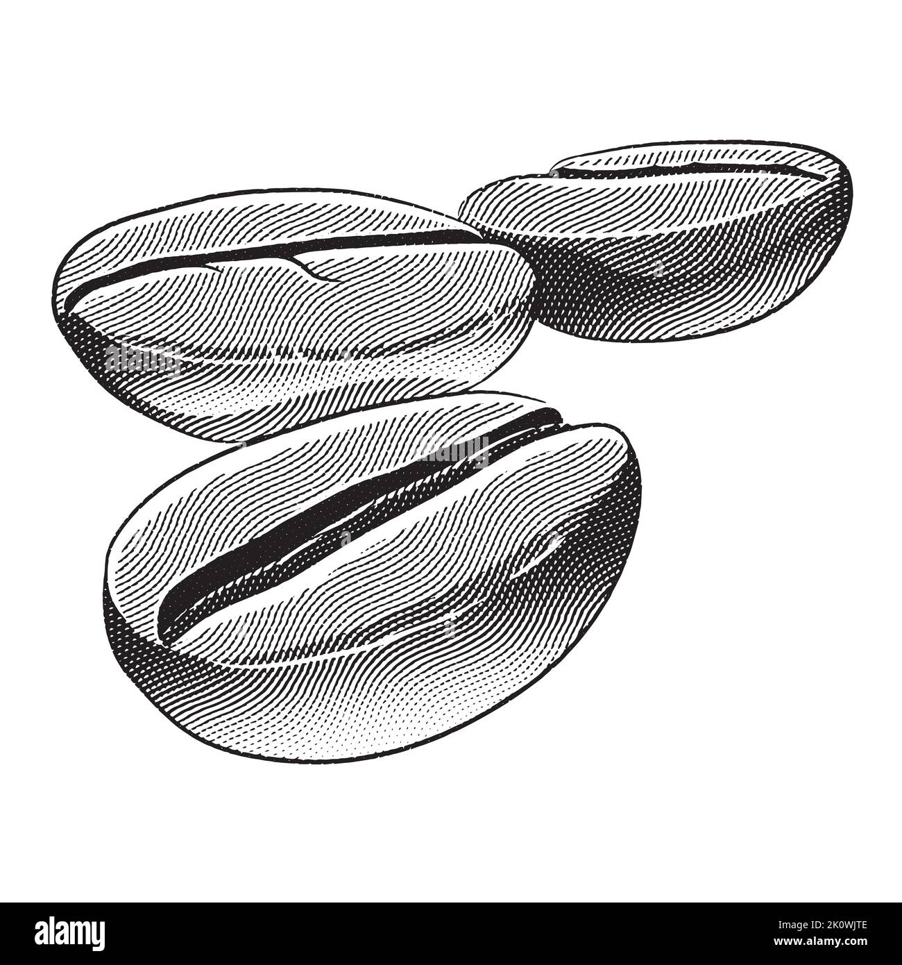Illustration of Scratchboard Engraved Coffee Beans Stock Vector Image ...