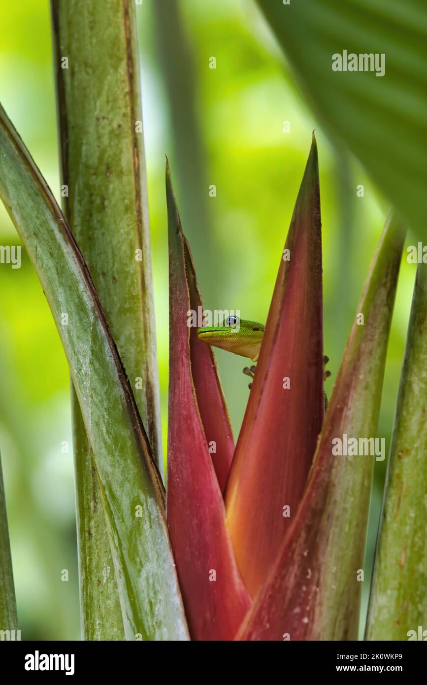 Bright green gold dust gecko licking nectar from a bright red heliconia flower. Stock Photo