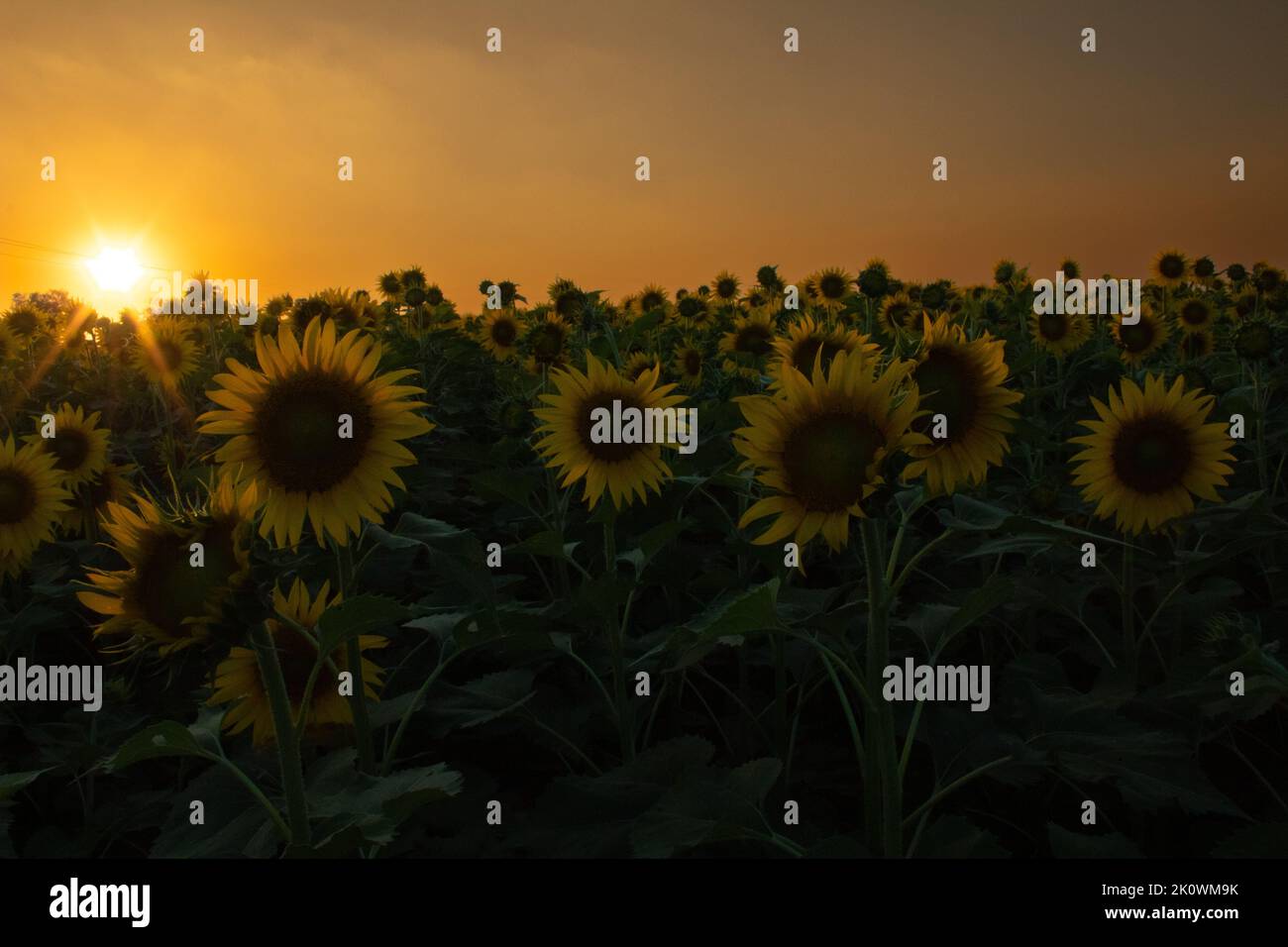 Sunflower garden on the evening sunset timing in Thiruttani Tamilnadu