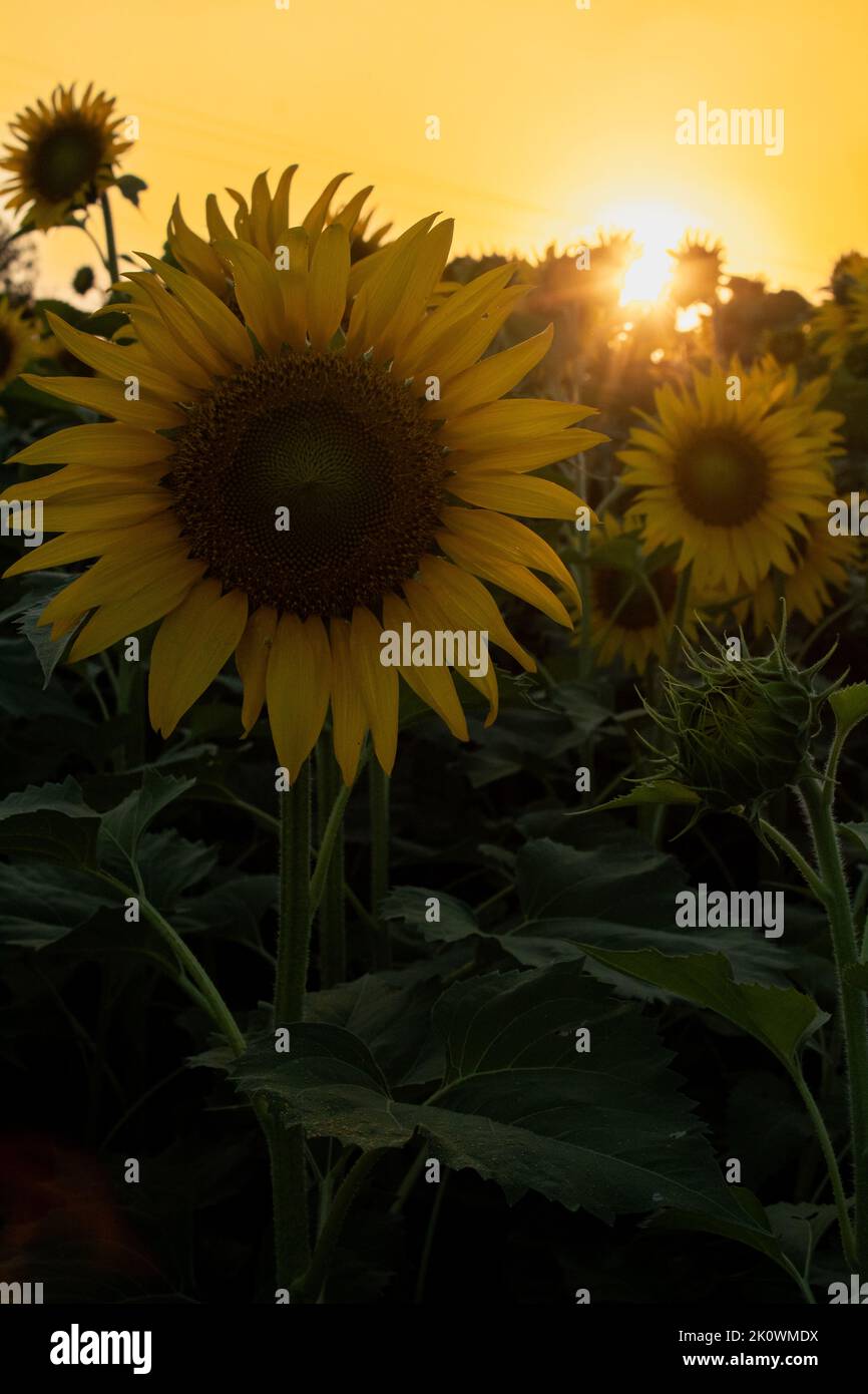 Sunflower garden on the evening sunset timing in Thiruttani Tamilnadu