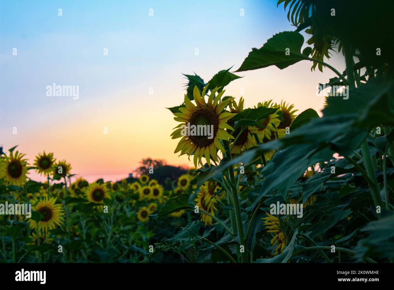 Sunflower garden on the evening sunset timing in Thiruttani Tamilnadu