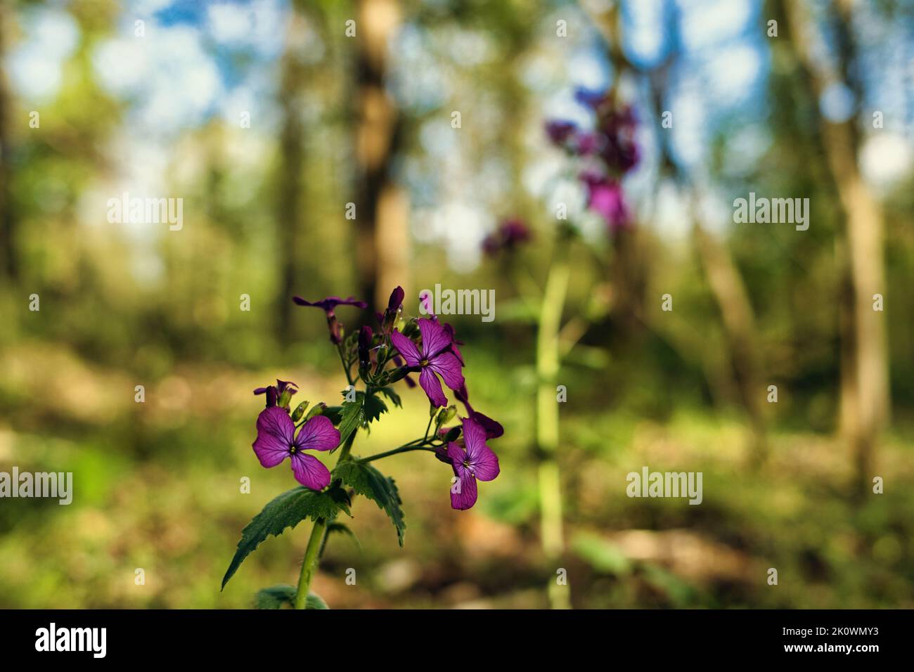 The wild purple flowers in a forest Stock Photo - Alamy