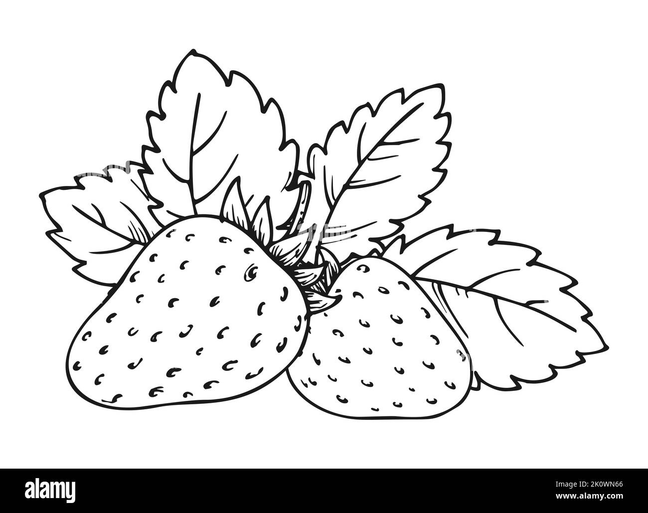 Strawberry bunch of two berries. Whole ripe wild forest berry with leaves. Tasty sweet fresh fruit. Children and adults coloring book page. Juicy strawberries handdrawn clip art black white sketch Stock Vector