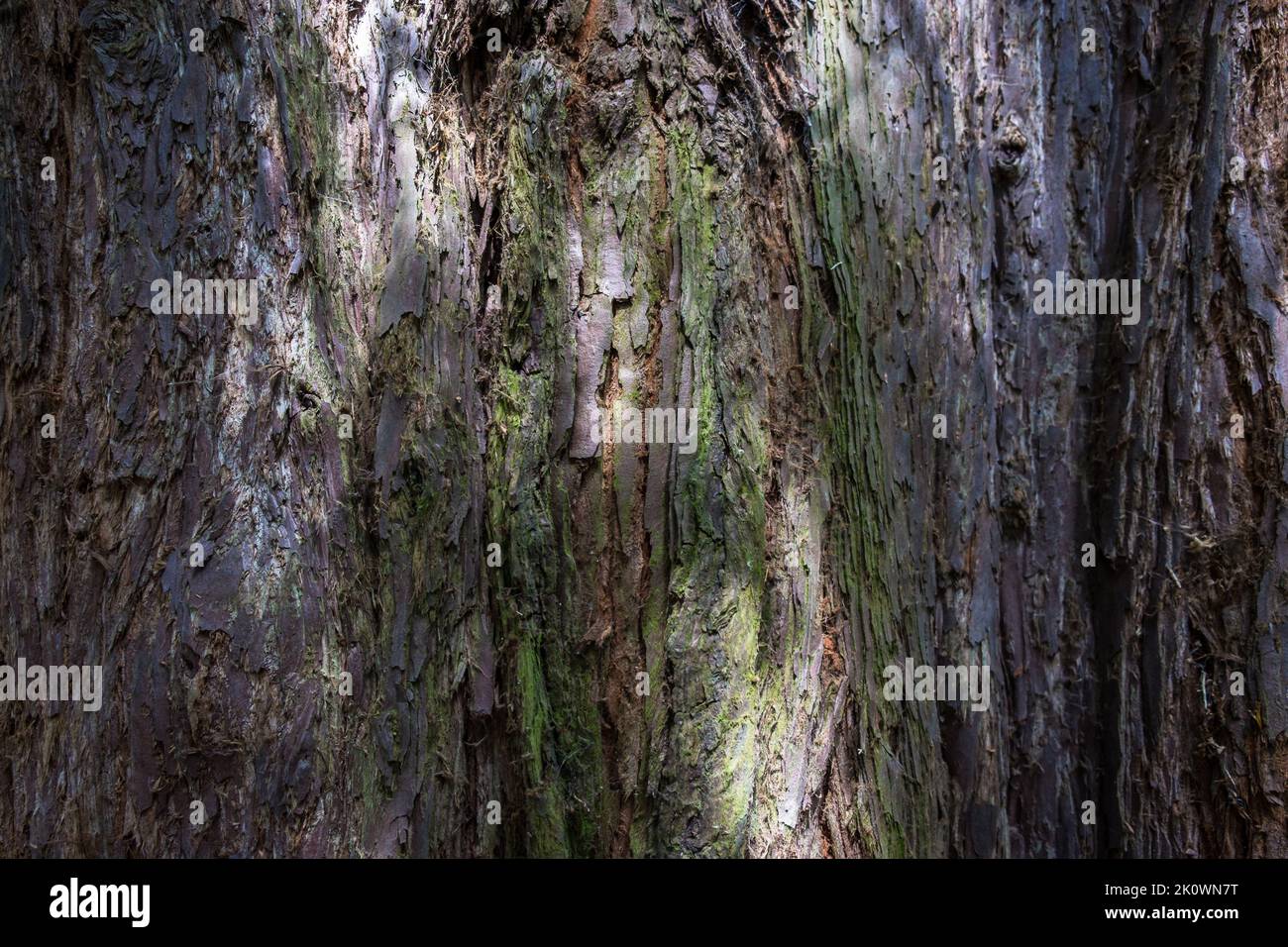 Close up of tree bark in Cannizaro Park, Wimbledon Stock Photo
