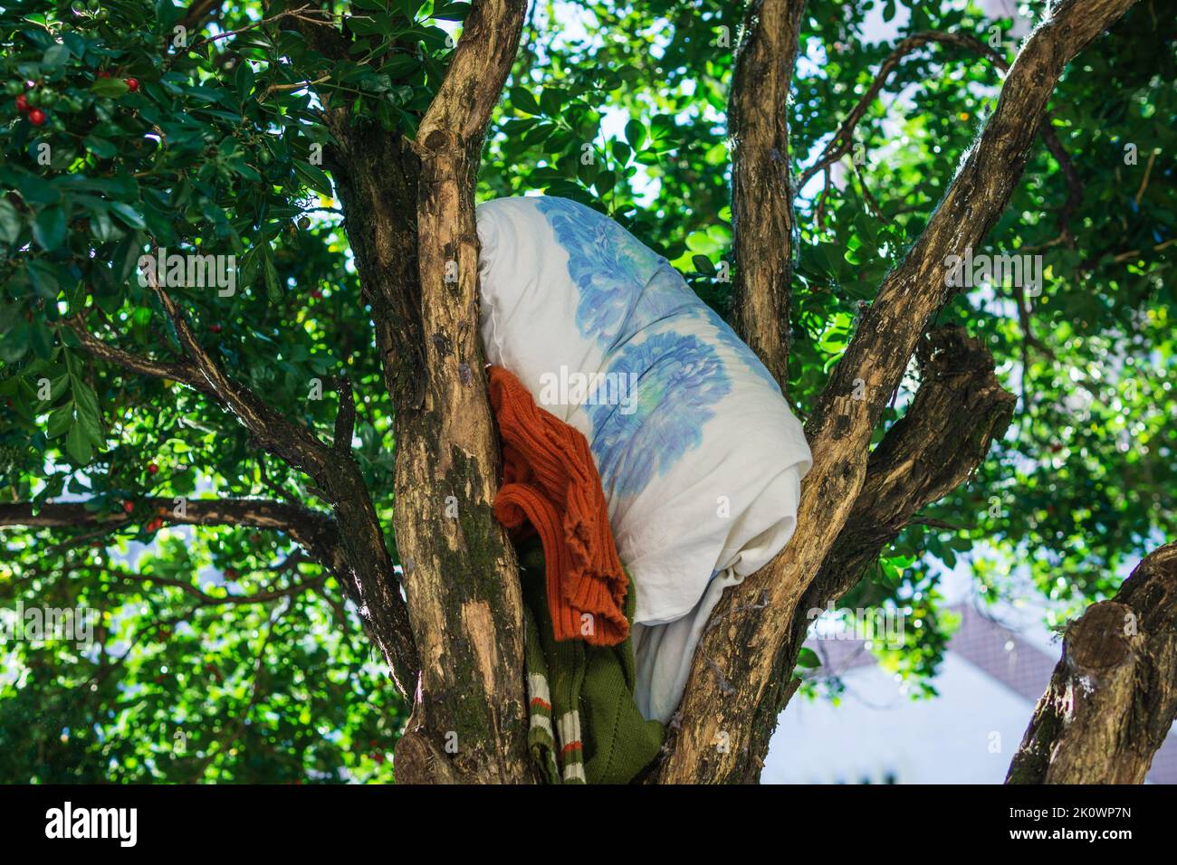 Homeless bedding and personal belongings stowed on tree branches in Belo Horizonte, Minas Gerais, Brazil. Stock Photo