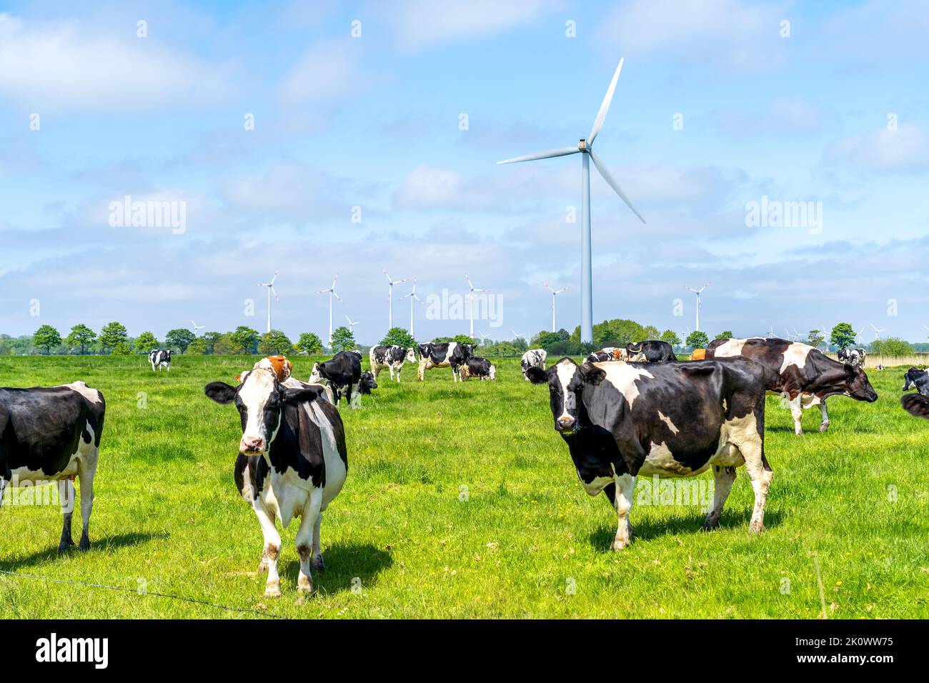 Herd of Cows on a meadow in front of windmills who produce renewable energy Stock Photo