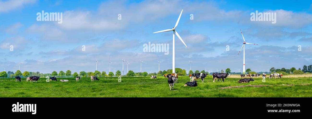 Herd of Cows on a meadow in front of windmills who produce renewable energy Stock Photo