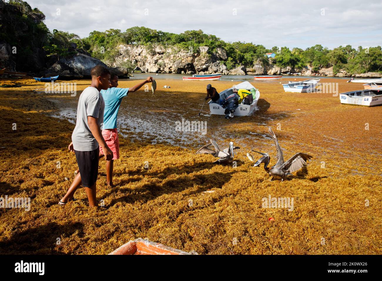 22.06.2022 Dominican Republic Boca de Yuma. boys feed pelicans. Stock Photo