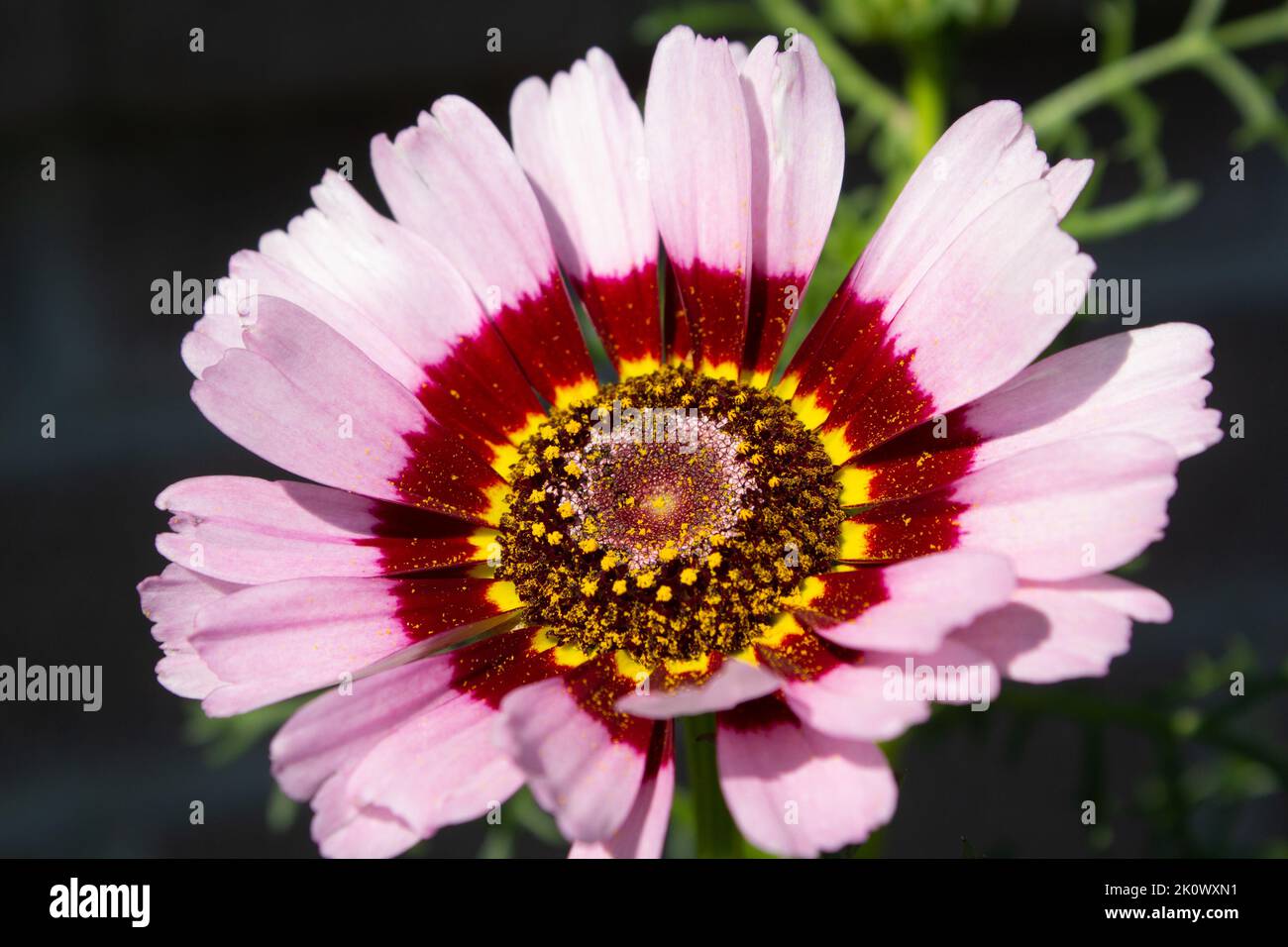 Chrysanthemum carinatum - Painted Daisy - Flower - Close up - Garden nursery - Botanical - Plants - Floristry Stock Photo