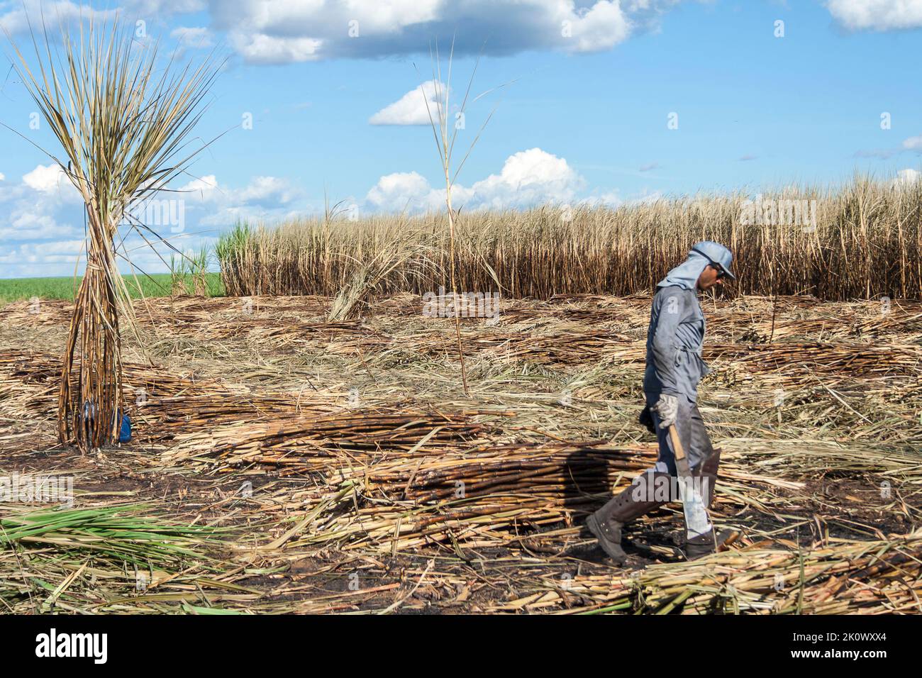 Piracicaba, Sao Paulo, Brazil. April 04, 2008. Manual labour harvest sugar cane on the field in Brazil Stock Photo