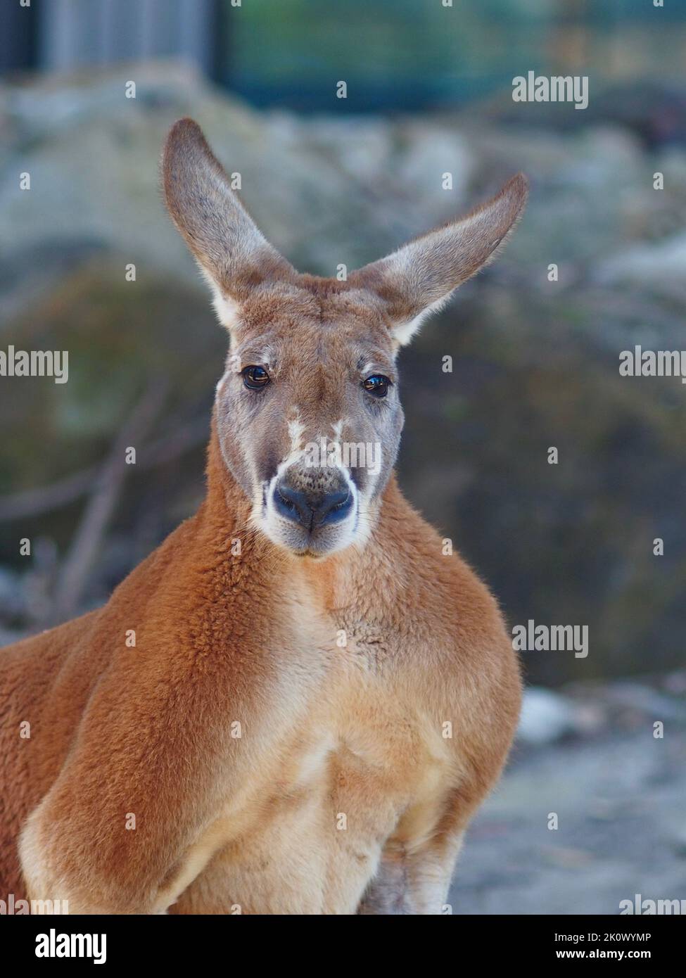 Splendid imposing male Red Kangaroo with broad muscular shoulders. Stock Photo