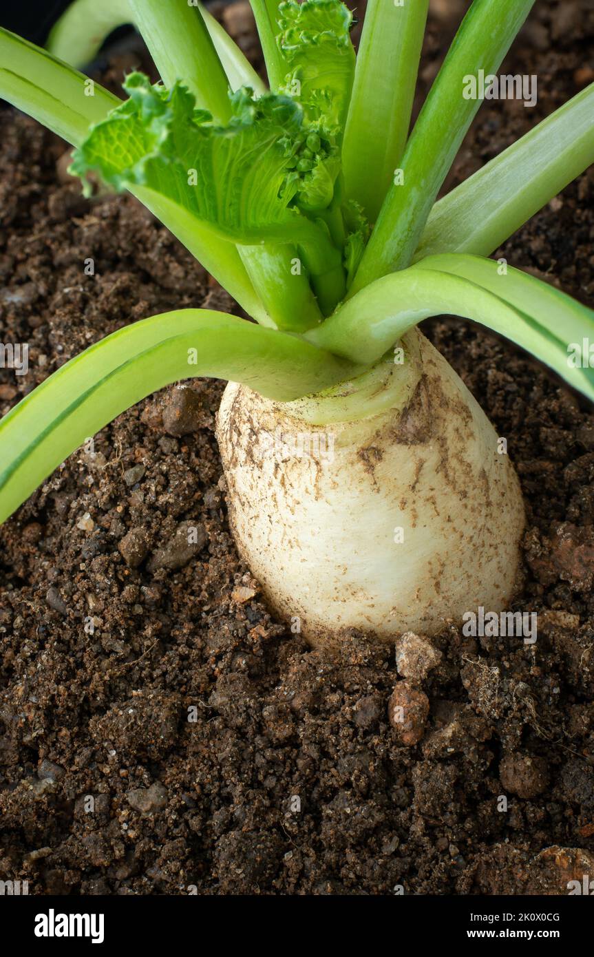 close-up view of white radish plant with soil, also known as daikon or mooli, growing mild flavor winter radish vegetables, copy space for text Stock Photo