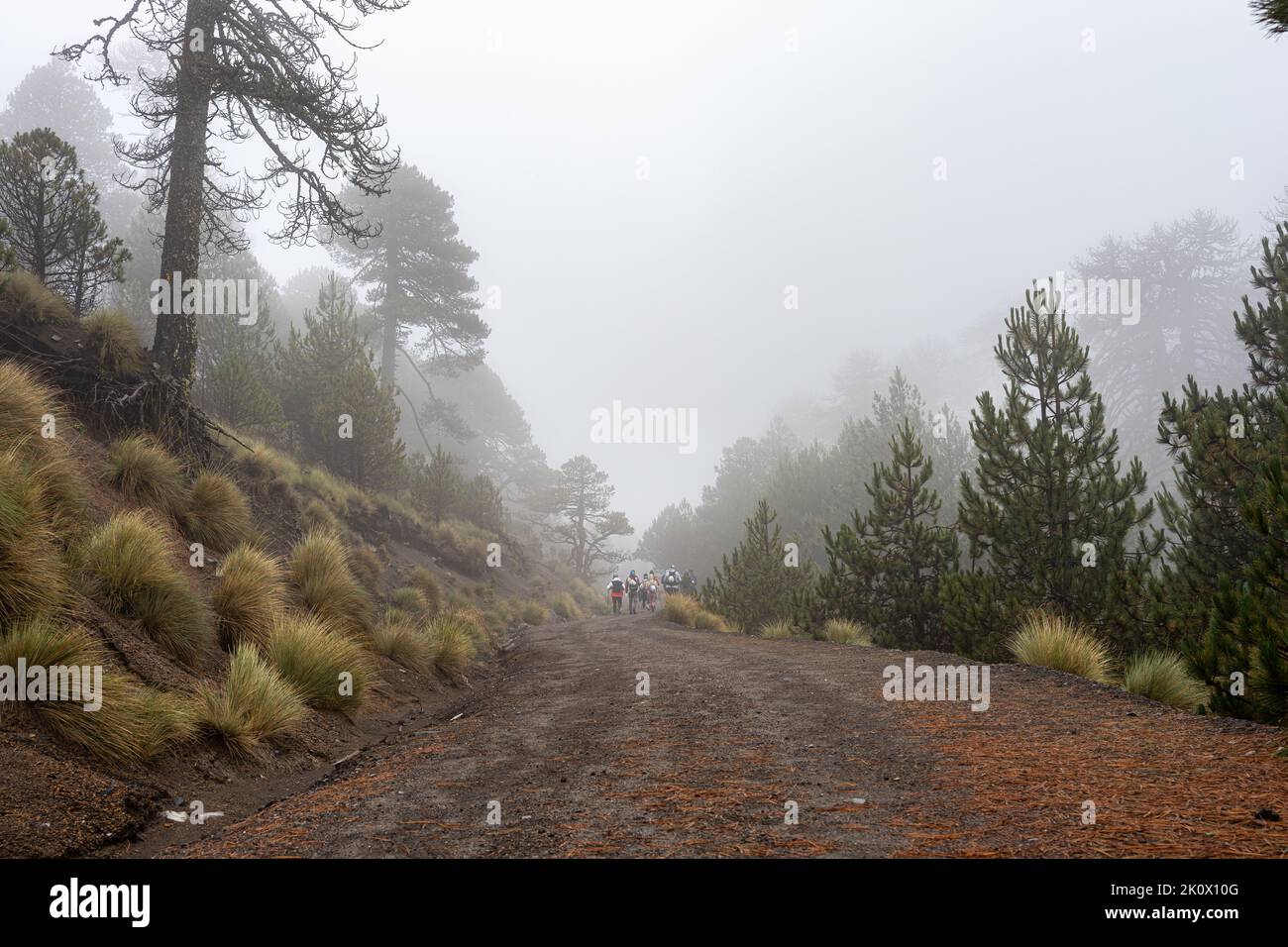 Colima Forests group of hikers in foggy rainforest in the Nevado de colima mountains ...