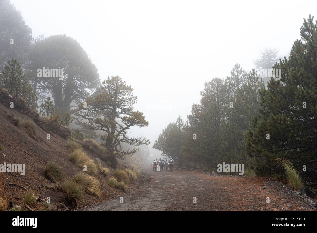 Colima Forests group of hikers in foggy rainforest in the Nevado de colima mountains ...