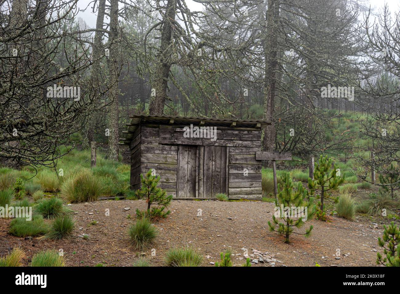 Terrifying Cabin In The Mountains Surrounded By Dead Trees And Gloomy