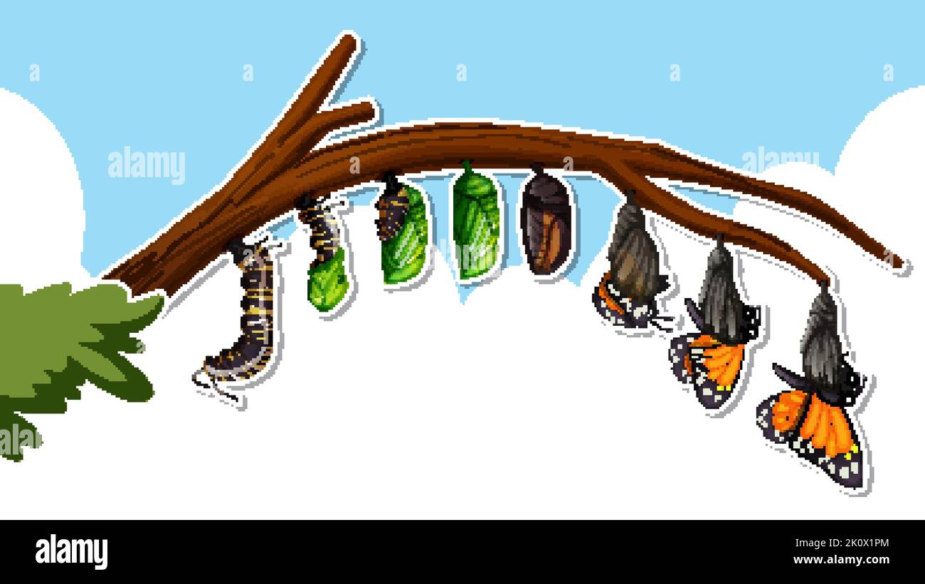 Thumbnail design with life cycles of a butterfly illustration Stock
