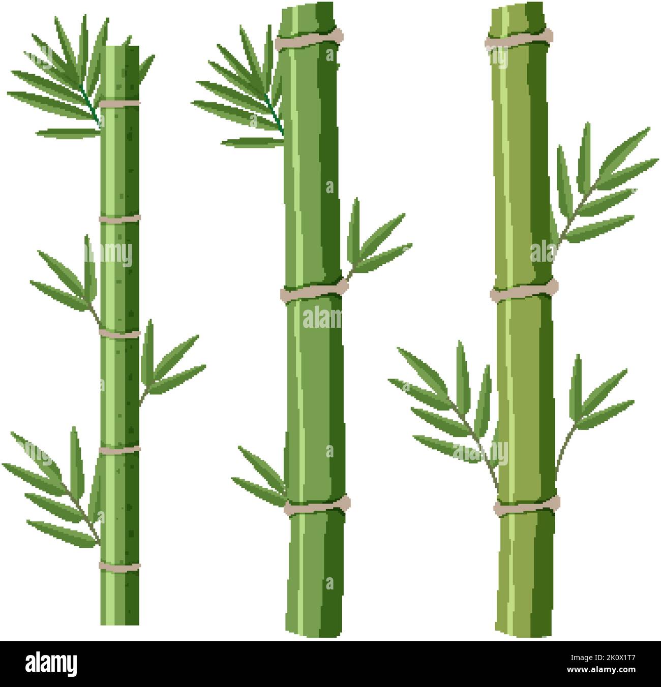 Isolated bamboos on white background illustration Stock Vector Image