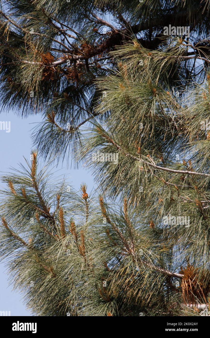 Blue-green drooping trifasciculate slightly twisted needle leaves of Pinus Sabiniana, Pinaceae, native tree in the San Rafael Mountains, Springtime. Stock Photo