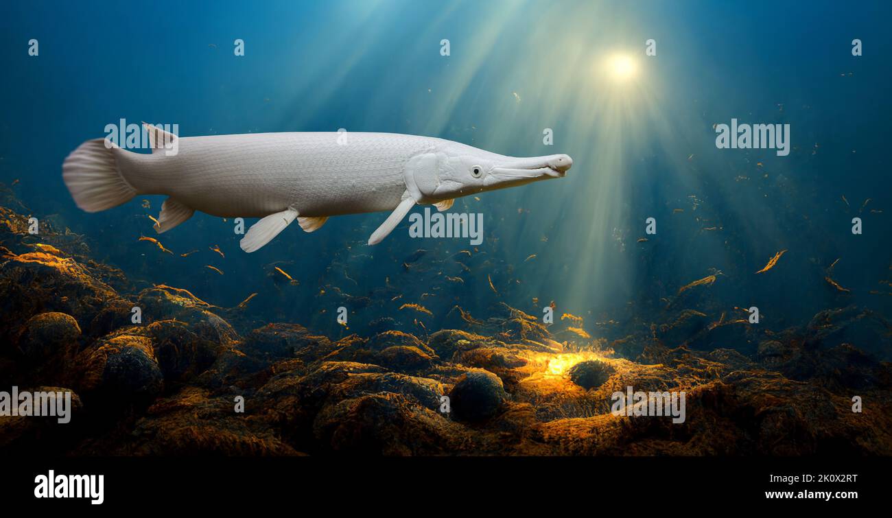 Albino Alligator Gars fish in river. White alligator fish swim in freshwater aquarium. Stock Photo