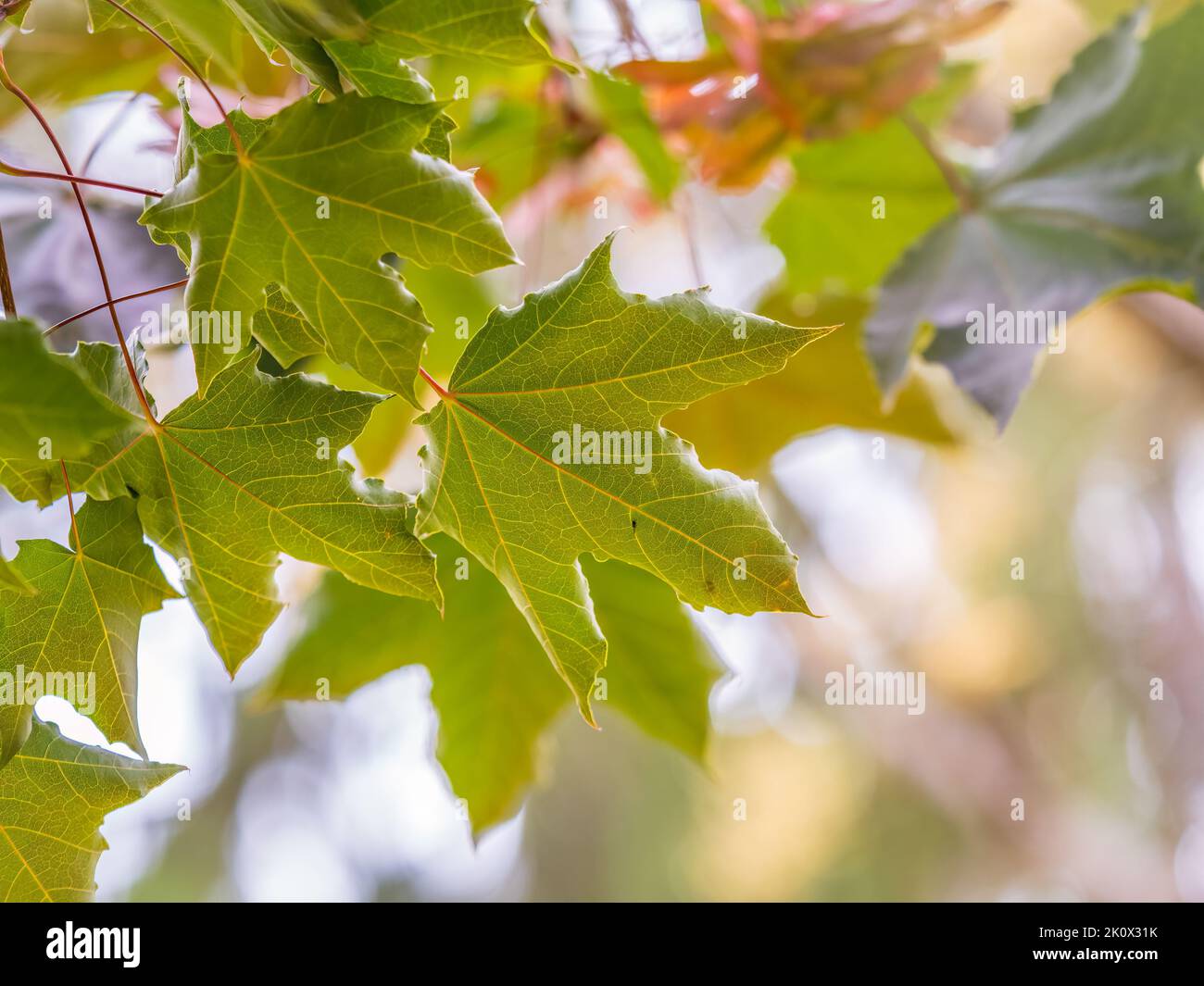 Maple branches with yellow leaves in autumn, in the light of sunset ...