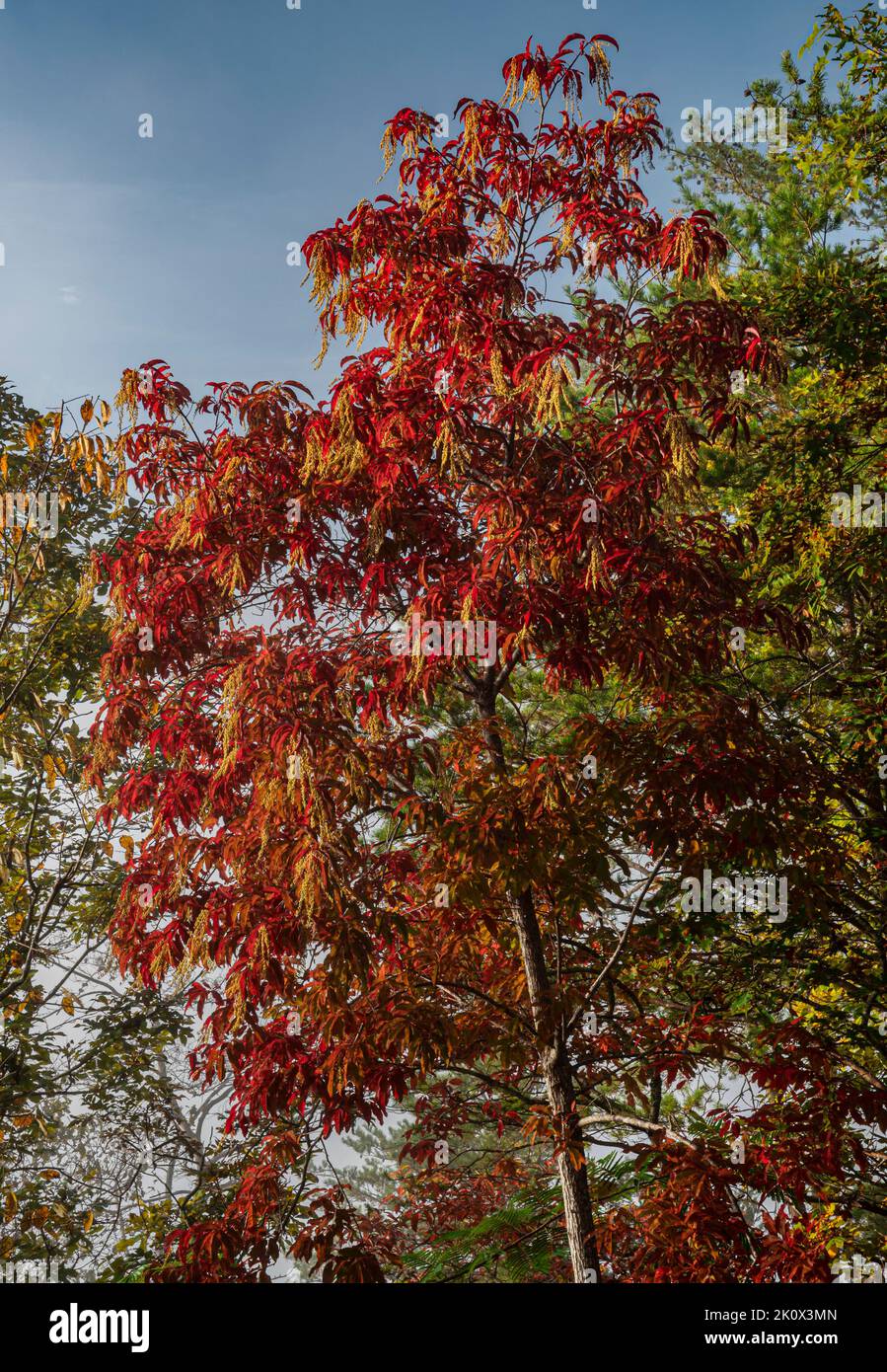 A Sourwood (Oxydendrum arboreum) tree with flowers is show in all its autumn glory, Foothills Parkway, Great Smoky Mountains National Park, Tennessee Stock Photo