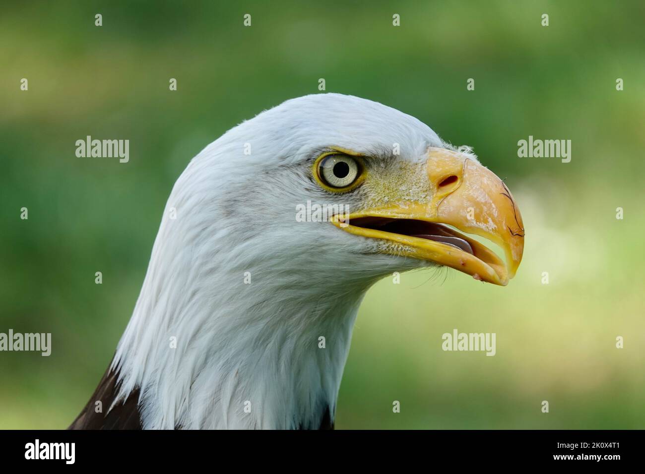 A closeup of a head of Southern Bald Eagle bird with a half-open beak